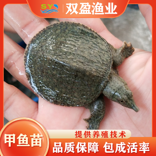 广州双盈渔业大量出售优质甲鱼苗 品质保障成活率高