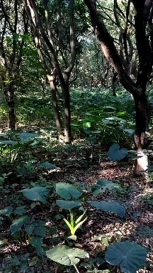 海芋，绿化地被小苗，叶片大，成活率高，复绿面积大，