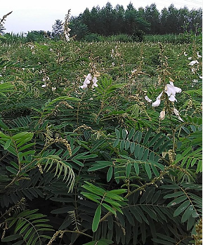 南宁山毛豆种子护坡固土灌木种子边坡绿化常用