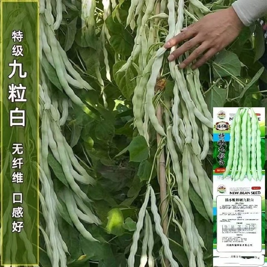 沭阳县地芸豆种子  上架芸豆种子优惠九粒白芸豆种子老来少豆角种籽孑