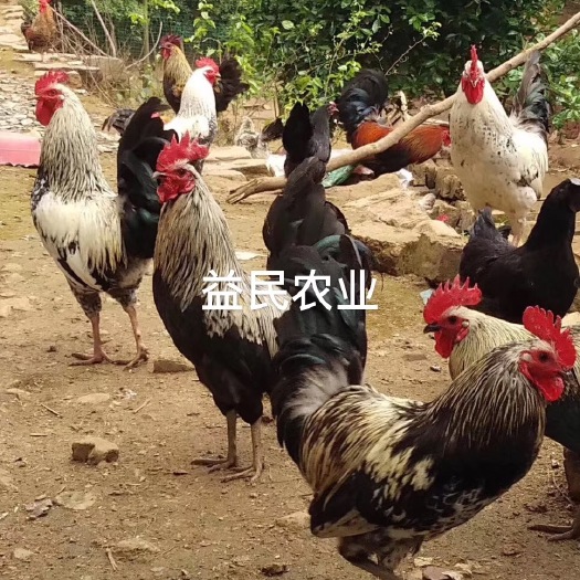 衡阳鹊山鸡苗厂家直销量大从优质量保证包邮包路损包疫苗