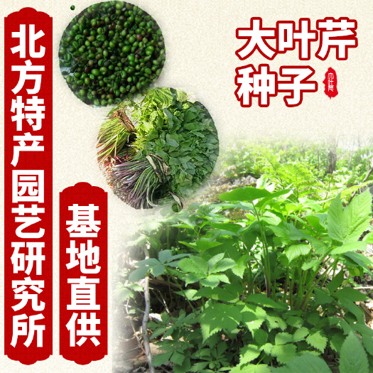 通化县采摘东北山野菜大叶芹种子 处理好的可直接种植