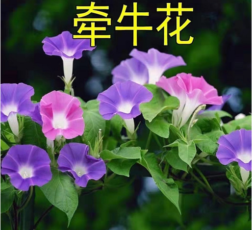 南宁 牵牛花种子爬藤喇叭花种子花海种植四季开花易种易活庭院阳台室外