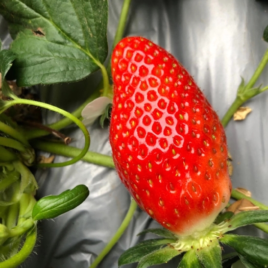 泰安甜宝草莓苗 产量高 果实香甜 章姬草莓苗