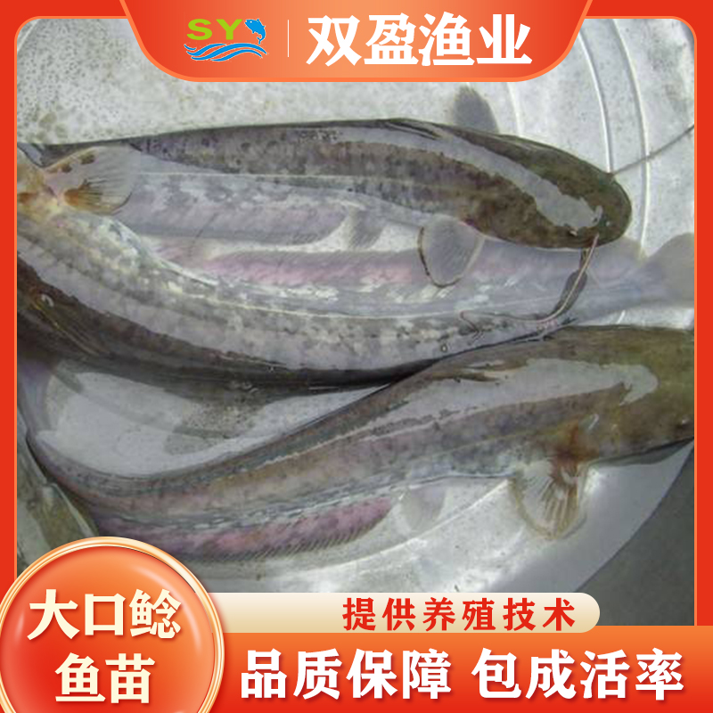 广州大口鲶鱼苗 双盈渔业大量出售大口鲶鱼苗 品质保障