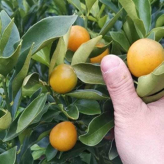 阳朔县脆蜜金柑苗  脆密金柑果苗
