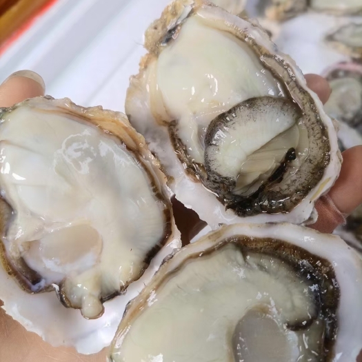 佛山净化蚝  乳山蚝大豆三倍体豆豆山东蚝牡蛎全国发货