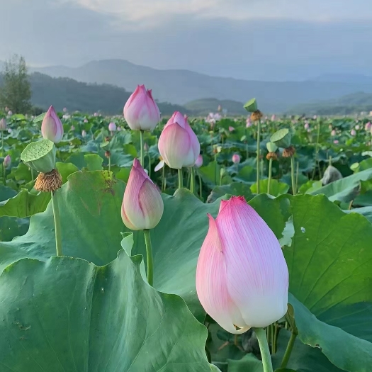 南平莲瓣兰 莲花 莲花蕾 插花用