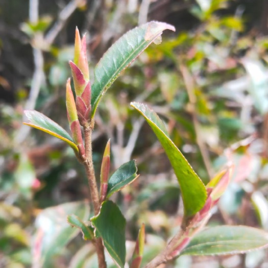 景谷县毛尖茶 生态紫芽苞