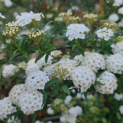 球菊 喷雪花