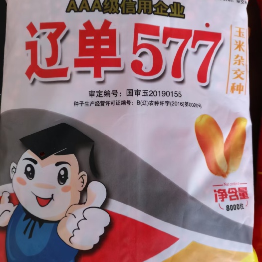 邯郸辽单577 玉米种子辽单577