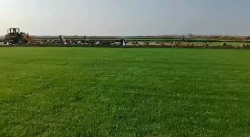 监利市果岭草 基地直销，保质保量，诚信为本