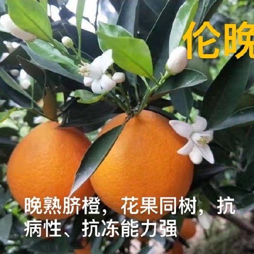 安远县 伦晚脐橙苗脐橙树苗赣南脐橙苗橙子苗晚熟脐橙苗