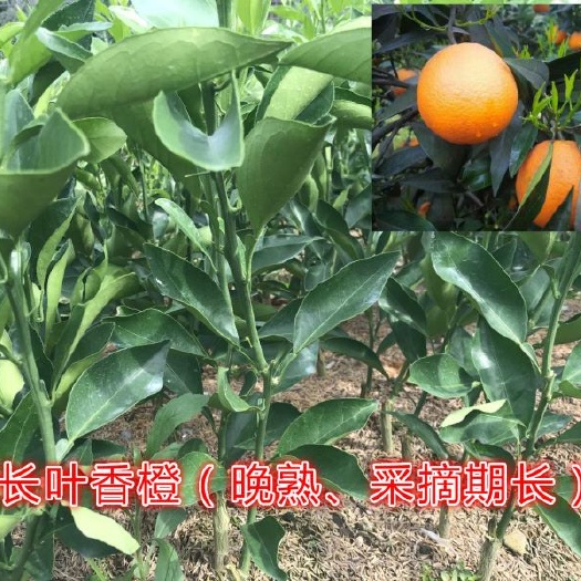 安远县长叶香橙苗脐橙苗香橙赣南脐橙苗晚熟长叶香橙脐橙树苗