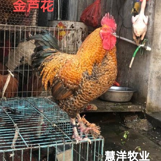 南宁芦花鸡苗 质量可靠 包打岀壳疫苗 包运存活