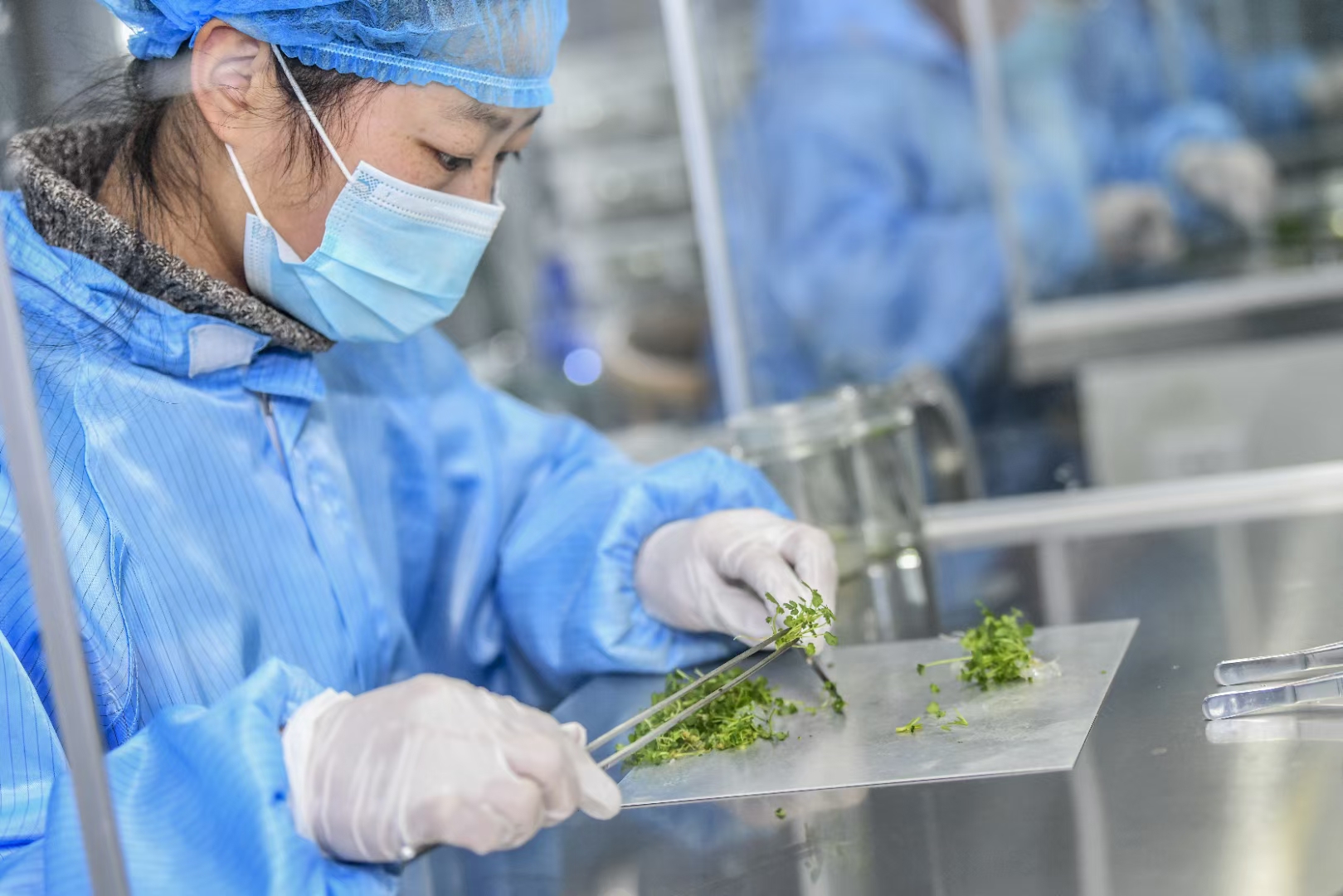 隋珠草莓苗基地 香野草莓苗批发价格 早熟草莓苗