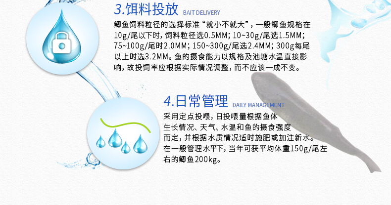 中科3号鲫鱼苗 大种鲫鱼苗 抗孢子虫 苗场直销