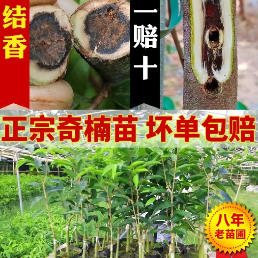 茂名奇楠沉香树  出售一批 ！超靓西瓜叶小苗！