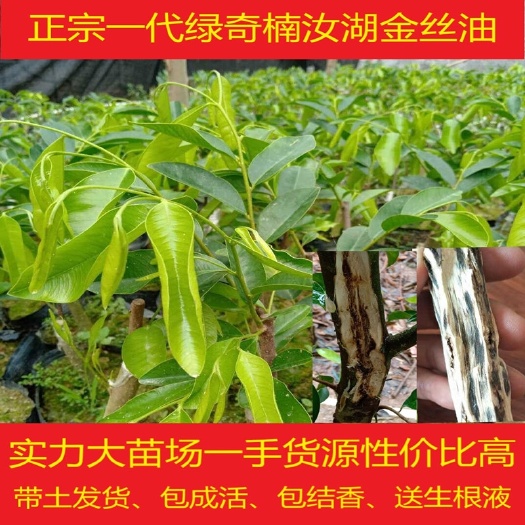 茂名奇楠沉香树  正宗奇楠一代苗沉香树苗