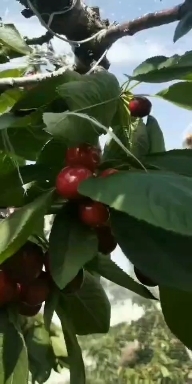 沭阳县布鲁克斯樱桃树苗 大樱桃车厘子苗批发美早樱桃苗