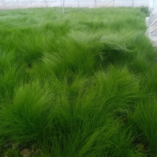 青州市细叶针芒 墨西哥羽毛草，属观赏草类，园林绿化景观，绿化栽植