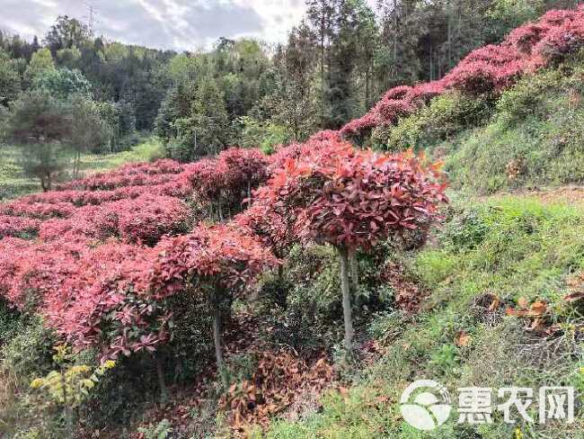 高杆红叶石楠  红叶石楠  高杆 红叶石楠，石楠球