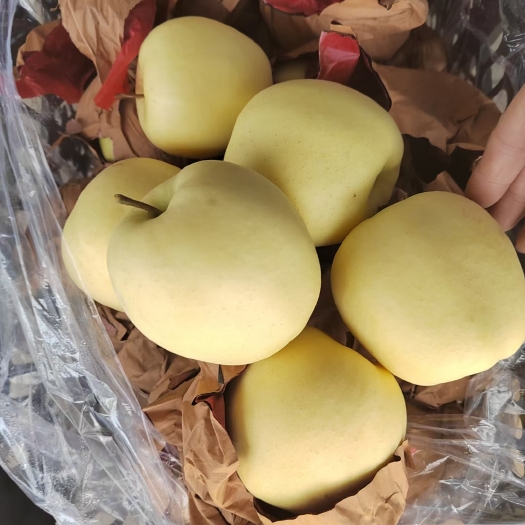 瓦房店市黄元帅苹果 辽南冷库黄金帅大量出库中