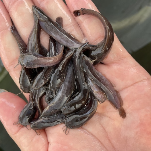 清远埃及塘鲺鱼苗革胡子鱼苗鲶鱼苗高密度埃及鲶鱼苗