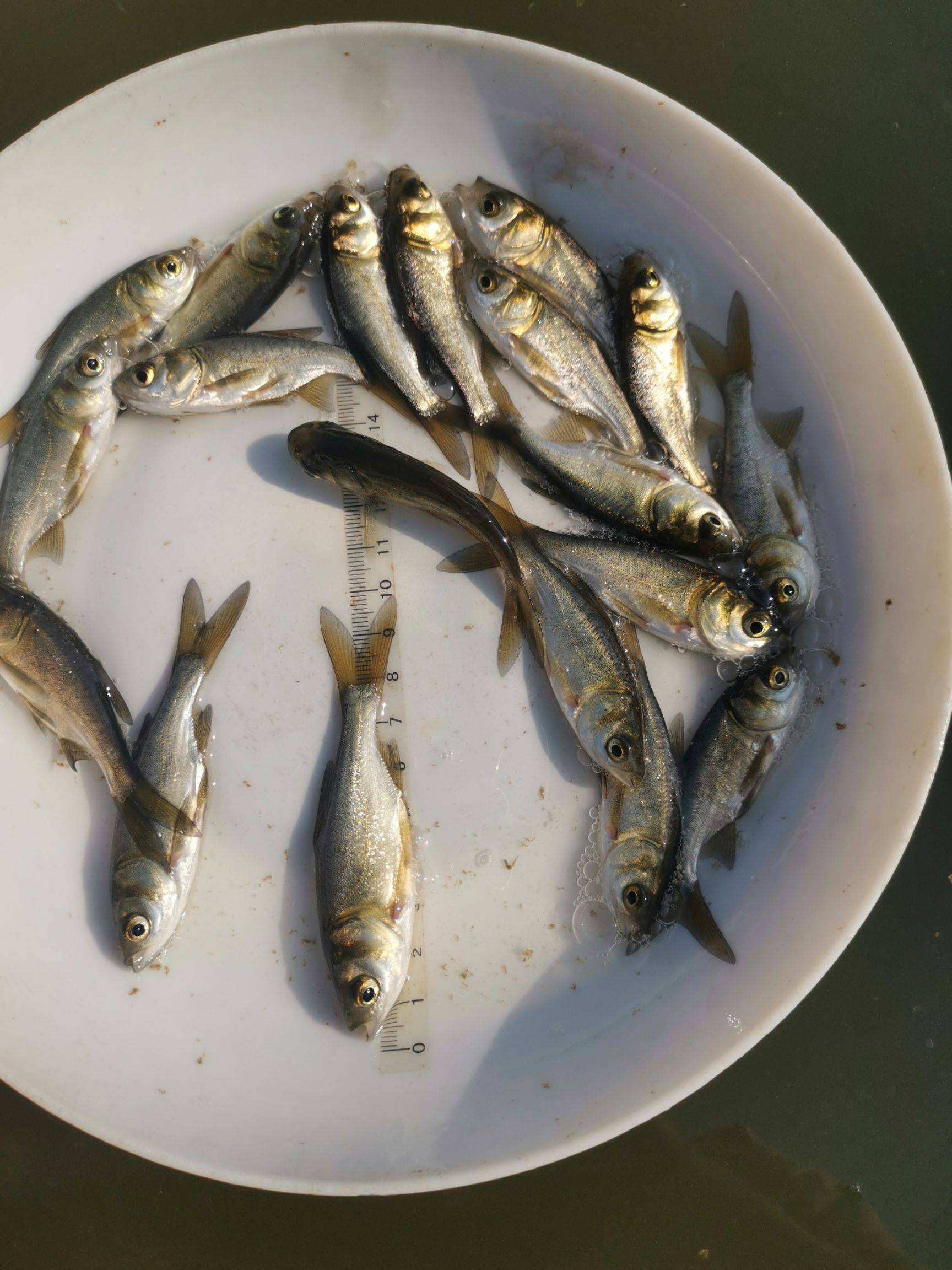 白鲢鱼苗,扁鱼苗,饵料鱼，白鲢水花