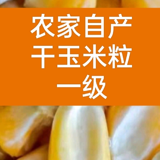 荆州干黄玉米粒     农家自种自销干玉粒
