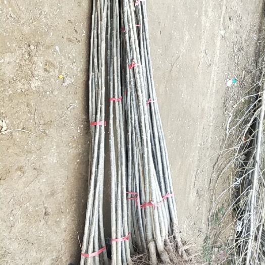 曹县杨梅树 速生无絮杨树苗2025生长快效益高已成活适宜道路园林绿化