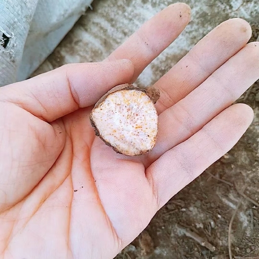 珲春市北苍术干货