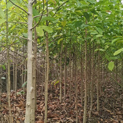 奉新县大量供应2-3公分深山含笑