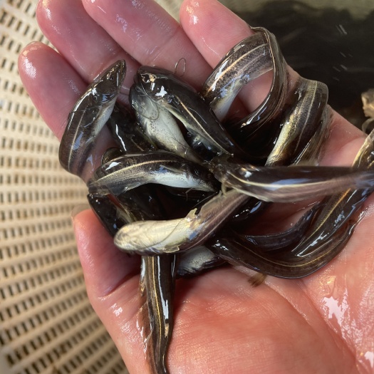清远 大口鲶鱼苗 杂交大口鲶鱼苗 南方大口鲶鱼苗生长快