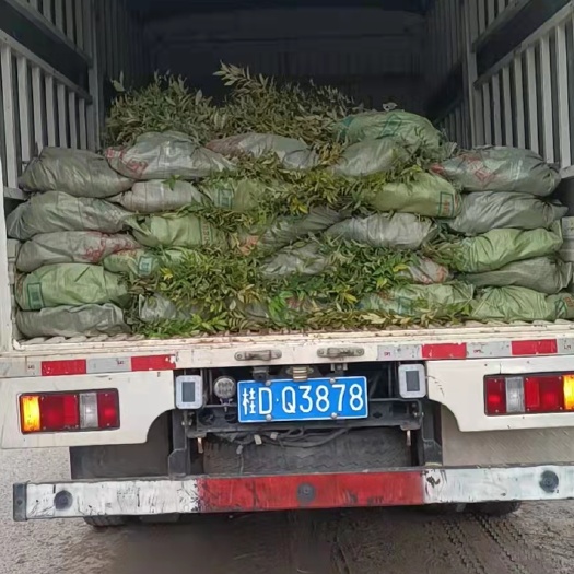 苍梧县红椎树苗 供应红锥营养杯苗！