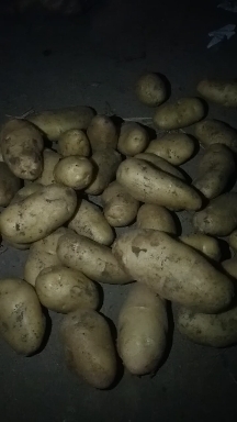 莒县 荷兰十五土豆种