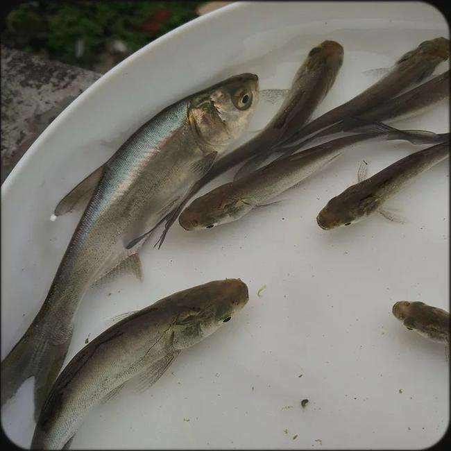 白鲢鱼苗,扁鱼苗,饵料鱼，白鲢水花