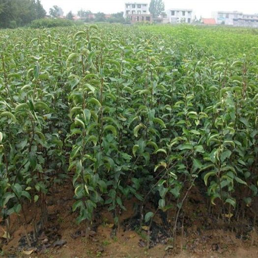 新疆库尔勒香梨耐寒品种梨树苗南方北方种植甜度高糖粉足当年结
