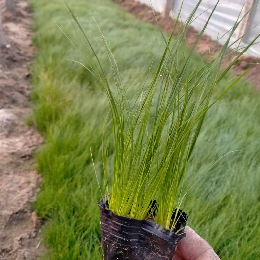 青州市细叶针芒 墨西哥羽毛草