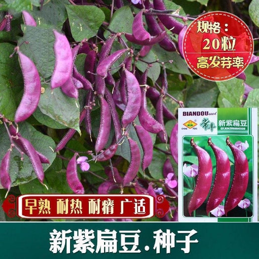 扁豆种子 紫眉豆种子紫扁豆蛾眉豆蔬菜豆类种子品种阳台蔬菜