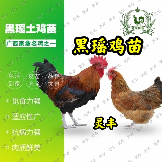 南宁瑶鸡苗 黑瑶鸡苗 红瑶鸡苗青脚土鸡苗 大黑瑶鸡苗 大红瑶鸡苗