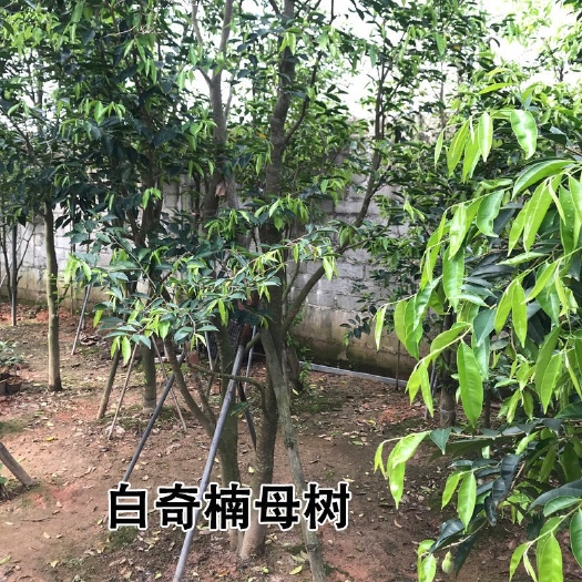 茂名奇楠沉香树  正宗一代白奇楠沉香苗