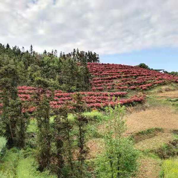 高杆红叶石楠  红叶石楠  高杆 红叶石楠，石楠球