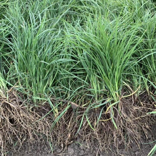三台县四川玉龙草药材麦冬草