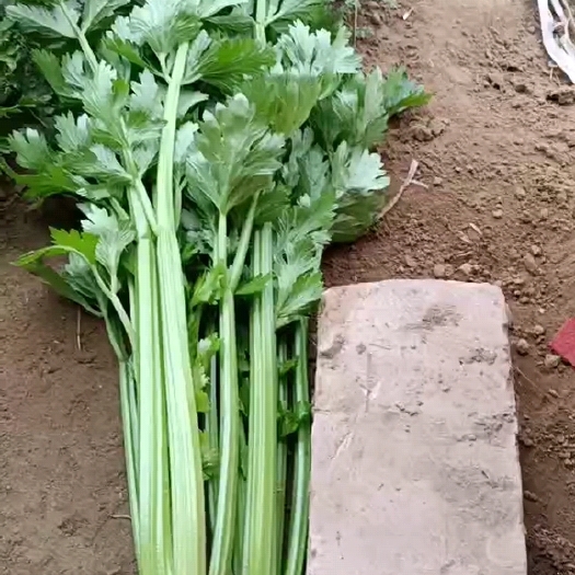  现货预售都行，芹菜50～60公分高度
