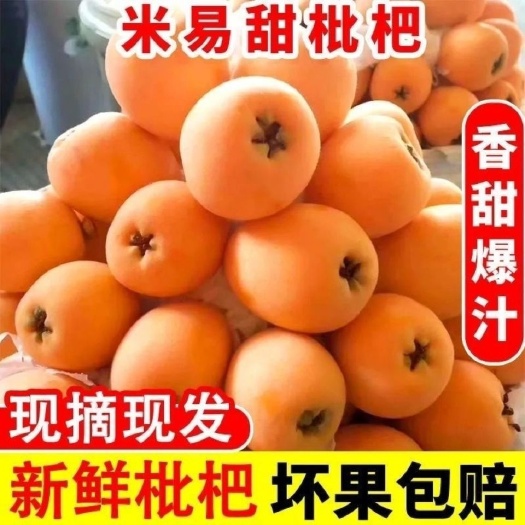 四川攀枝花米易枇杷大五星琵琶新鲜水果批把包邮高山野土芘粑芭笆