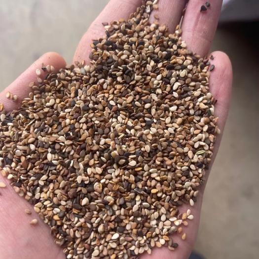 漯河白芝麻  异色芝麻 精选异色粒芝麻【含油量43%】榨油降低成本不二之选
