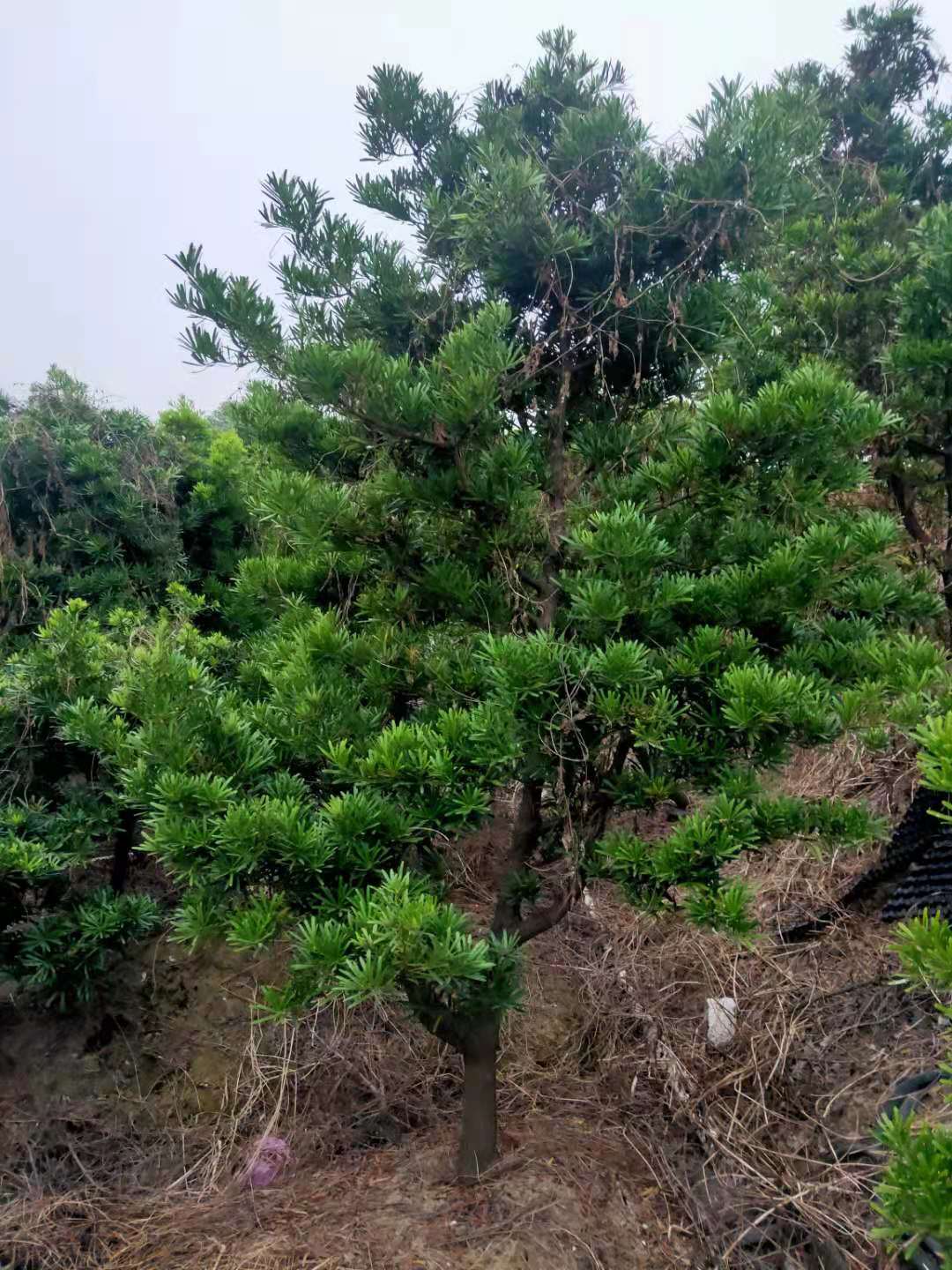  罗汉松
