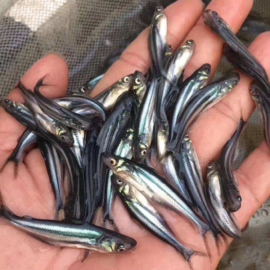 巴沙鱼苗，淡水沙鱼苗，生长快速，产量高