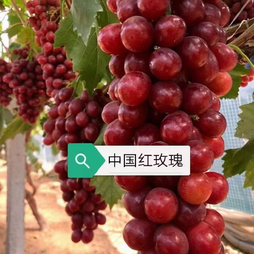 兴城市中国红玫瑰葡萄苗每棵都是一级苗